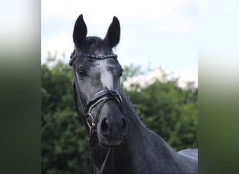 Hanoverian, Mare, 4 years, 16,1 hh, Gray-Dapple