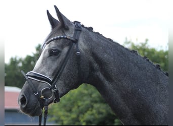Hanoverian, Mare, 4 years, 16,1 hh, Gray-Dapple