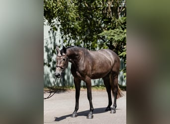Hanoverian, Mare, 4 years, 16,1 hh, Grey