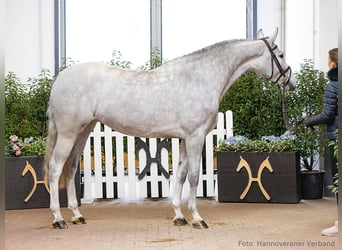 Hanoverian, Mare, 4 years, 16,1 hh, Grey