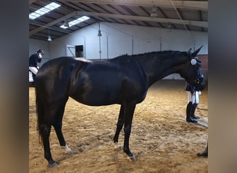 Hanoverian, Mare, 4 years, 16,1 hh, Smoky-Black