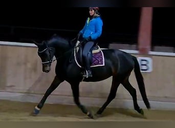 Hanoverian, Mare, 4 years, 16,1 hh, Smoky-Black