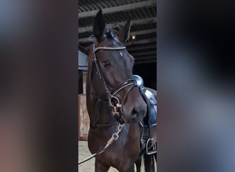 Hanoverian, Mare, 4 years, 16,1 hh, Smoky-Black