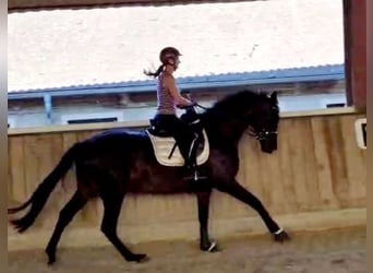 Hanoverian, Mare, 4 years, 16,1 hh, Smoky-Black
