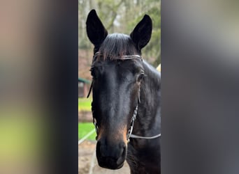 Hanoverian, Mare, 4 years, 16,1 hh, Smoky-Black