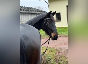 Hanoverian, Mare, 4 years, 16,1 hh, Smoky-Black