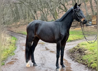 Hanoverian, Mare, 4 years, 16,1 hh, Smoky-Black