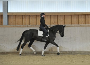 Hanoverian, Mare, 4 years, 16,1 hh, Smoky-Black