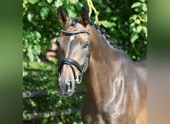 Hanoverian, Mare, 4 years, 16,2 hh, Bay-Dark