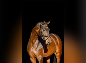 Hanoverian, Mare, 4 years, 16,2 hh, Bay-Dark