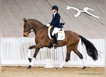 Hanoverian, Mare, 4 years, 16,2 hh, Bay-Dark