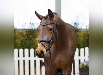 Hanoverian, Mare, 4 years, 16,2 hh, Bay-Dark
