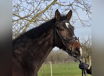 Hanoverian, Mare, 4 years, 16,2 hh, Bay-Dark