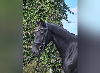 Hanoverian, Mare, 4 years, 16,2 hh, Black