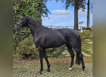 Hanoverian, Mare, 4 years, 16,2 hh, Black