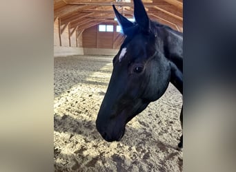 Hanoverian, Mare, 4 years, 16,2 hh, Black