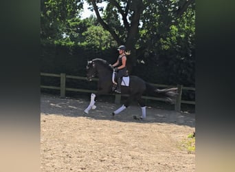 Hanoverian Mix, Mare, 4 years, 16,2 hh, Black