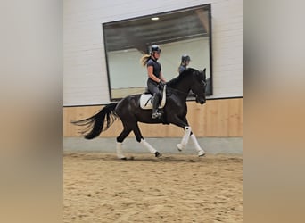 Hanoverian Mix, Mare, 4 years, 16,2 hh, Black