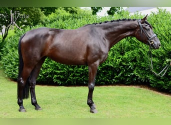 Hanoverian Mix, Mare, 4 years, 16,2 hh, Black