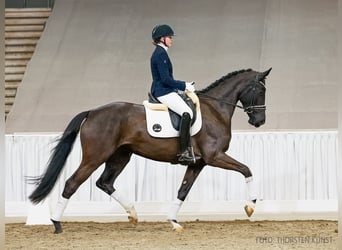 Hanoverian, Mare, 4 years, 16,2 hh, Black