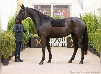Hanoverian, Mare, 4 years, 16,2 hh, Black