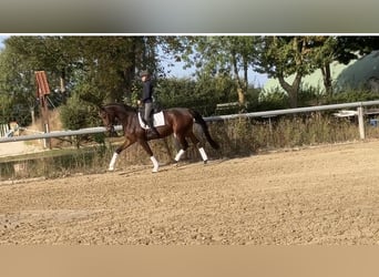Hanoverian, Mare, 4 years, 16,2 hh, Brown