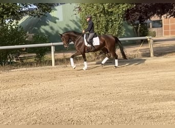 Hanoverian, Mare, 4 years, 16,2 hh, Brown