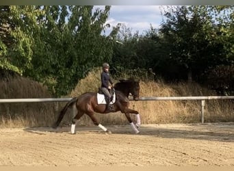 Hanoverian, Mare, 4 years, 16,2 hh, Brown