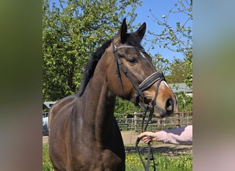 Hanoverian, Mare, 4 years, 16,2 hh, Brown