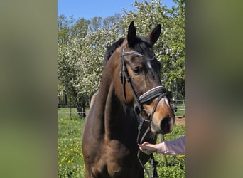 Hanoverian, Mare, 4 years, 16,2 hh, Brown