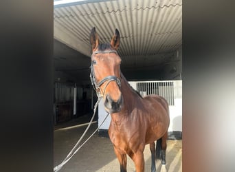 Hanoverian, Mare, 4 years, 16,2 hh, Brown-Light