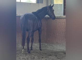 Hanoverian, Mare, 4 years, 16,2 hh, Chestnut