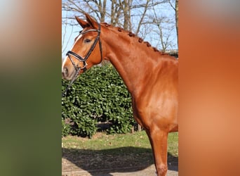 Hanoverian, Mare, 4 years, 16,2 hh, Chestnut-Red