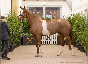 Hanoverian, Mare, 4 years, 16,2 hh, Chestnut-Red