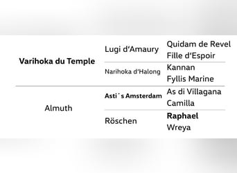 Hanoverian, Mare, 4 years, 16,2 hh, Chestnut-Red