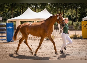 Hanoverian, Mare, 4 years, 16,2 hh, Chestnut