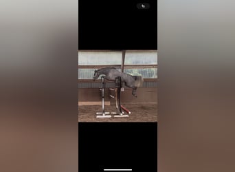 Hanoverian, Mare, 4 years, 16,2 hh, Gray-Dapple