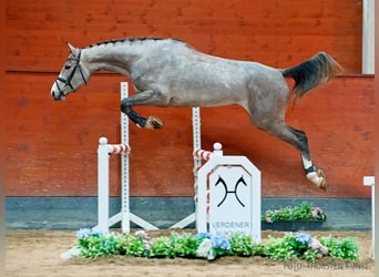 Hanoverian, Mare, 4 years, 16,2 hh, Grey