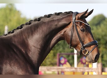 Hanoverian, Mare, 4 years, 16,2 hh, Smoky-Black Hanoverian, Mare, 4 years, 16,2 hh, Smoky-Black