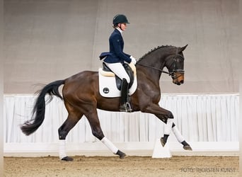 Hanoverian, Mare, 4 years, 16,2 hh, Smoky-Black