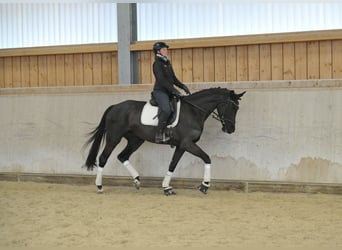 Hanoverian, Mare, 4 years, 16,2 hh, Smoky-Black