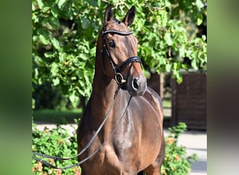 Hanoverian, Mare, 4 years, 16,3 hh, Bay-Dark
