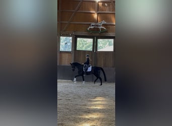 Hanoverian, Mare, 4 years, 16,3 hh, Black