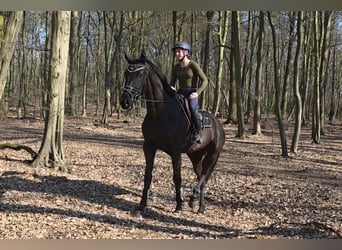 Hanoverian, Mare, 4 years, 16,3 hh, Black