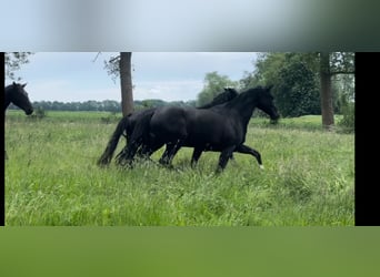Hanoverian, Mare, 4 years, 16,3 hh, Black