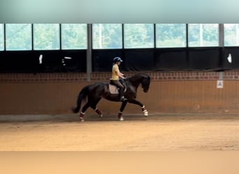 Hanoverian, Mare, 4 years, 16,3 hh, Black