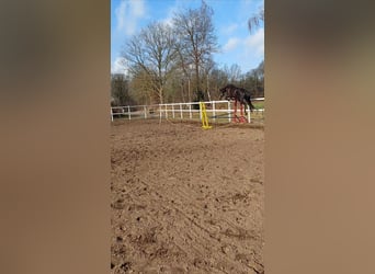 Hanoverian, Mare, 4 years, 16,3 hh, Black