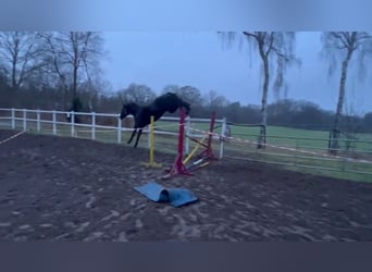 Hanoverian, Mare, 4 years, 16,3 hh, Black