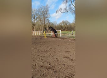 Hanoverian, Mare, 4 years, 16,3 hh, Black