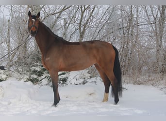 Hanoverian, Mare, 4 years, 16,3 hh, Brown